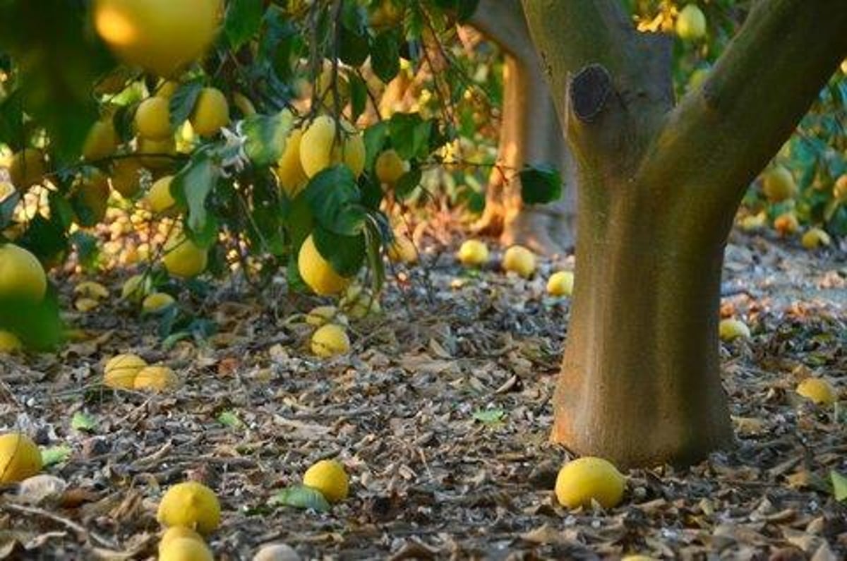 ערב שבת קודש בהר: גלריה מיוחדת מהשדות וההערכות לשמיטה • מרהיב