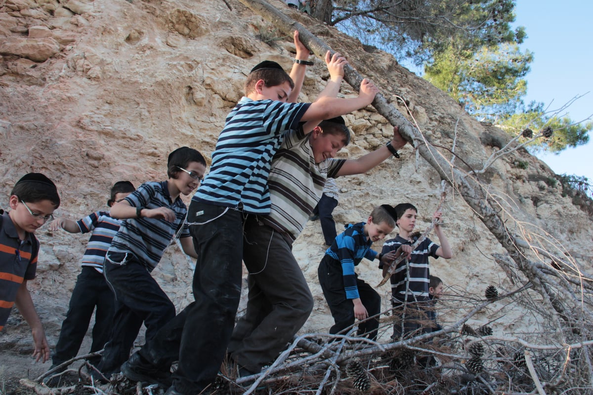 ילדי ירושלים אוספים עצים לל"ג בעומר; גלריה מיוחדת