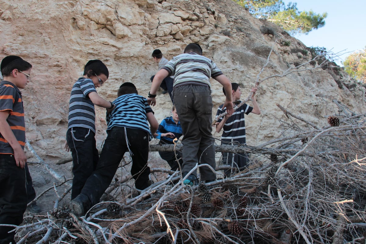 ילדי ירושלים אוספים עצים לל"ג בעומר; גלריה מיוחדת