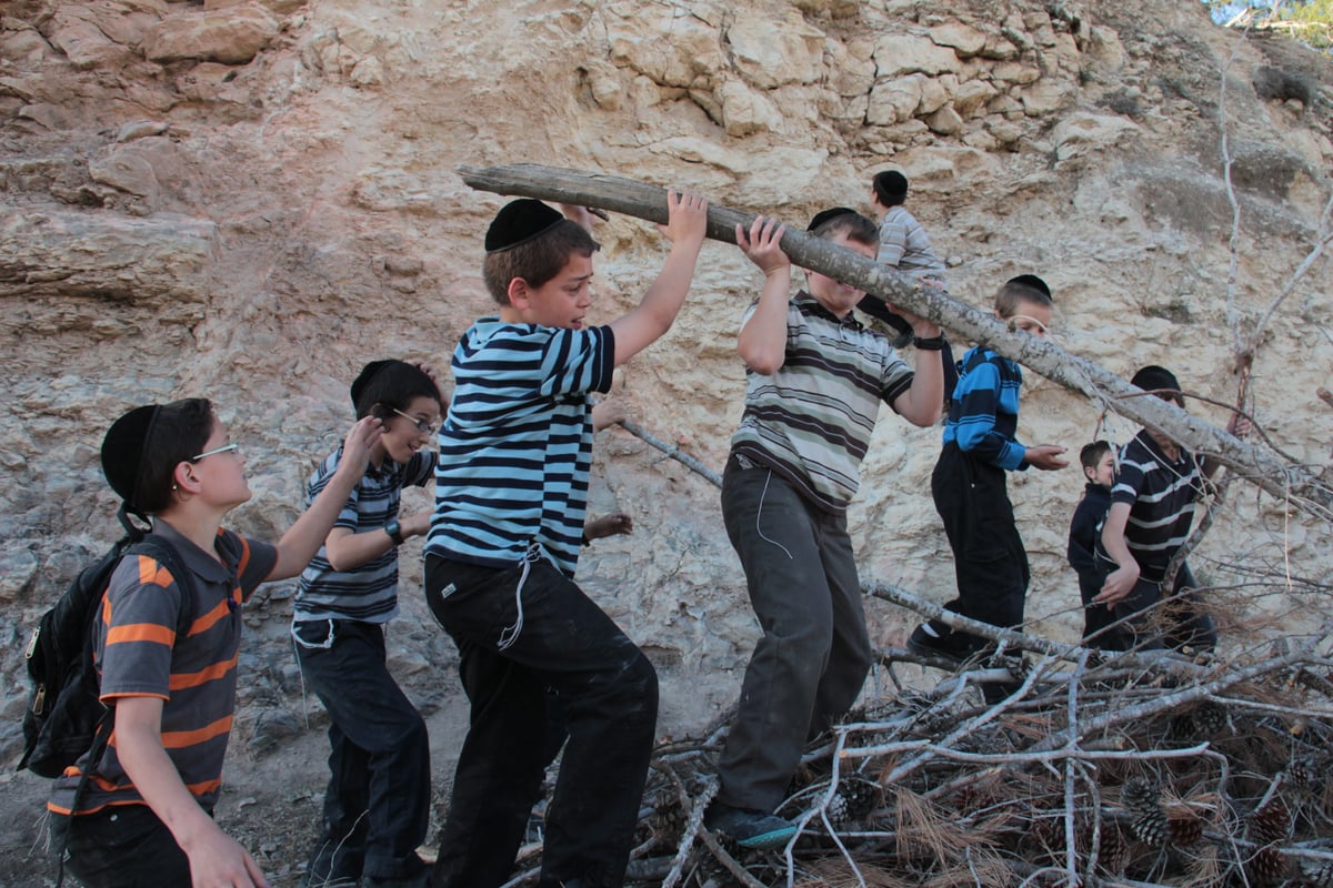 ילדי ירושלים אוספים עצים לל"ג בעומר; גלריה מיוחדת