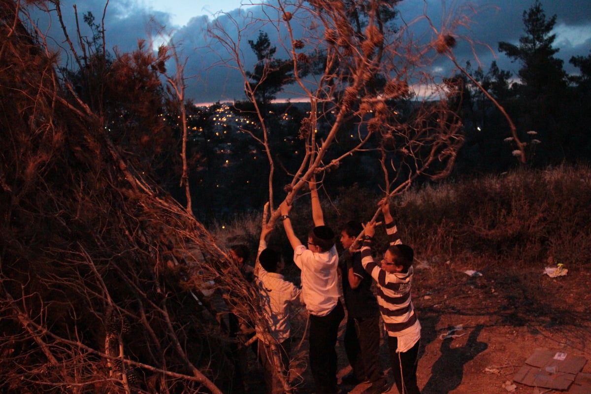 ילדי ירושלים אוספים עצים לל"ג בעומר; גלריה מיוחדת