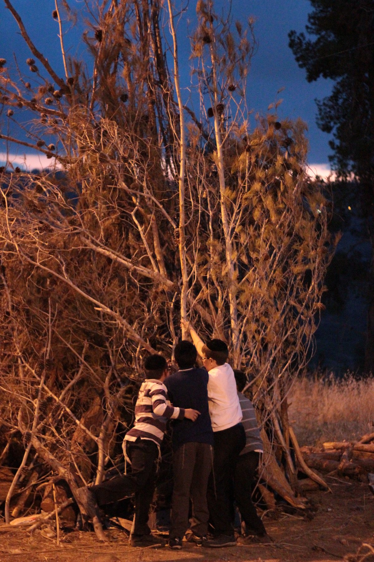 ילדי ירושלים אוספים עצים לל"ג בעומר; גלריה מיוחדת