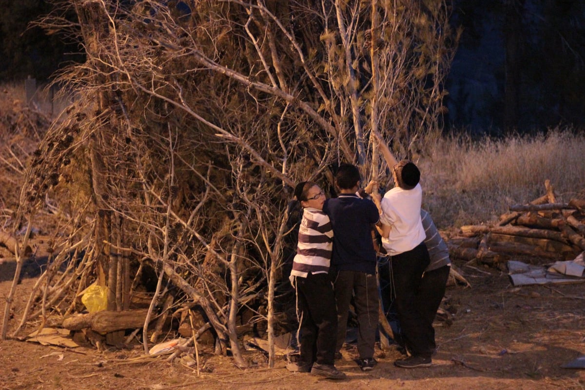 ילדי ירושלים אוספים עצים לל"ג בעומר; גלריה מיוחדת