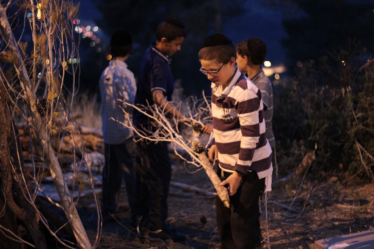 ילדי ירושלים אוספים עצים לל"ג בעומר; גלריה מיוחדת