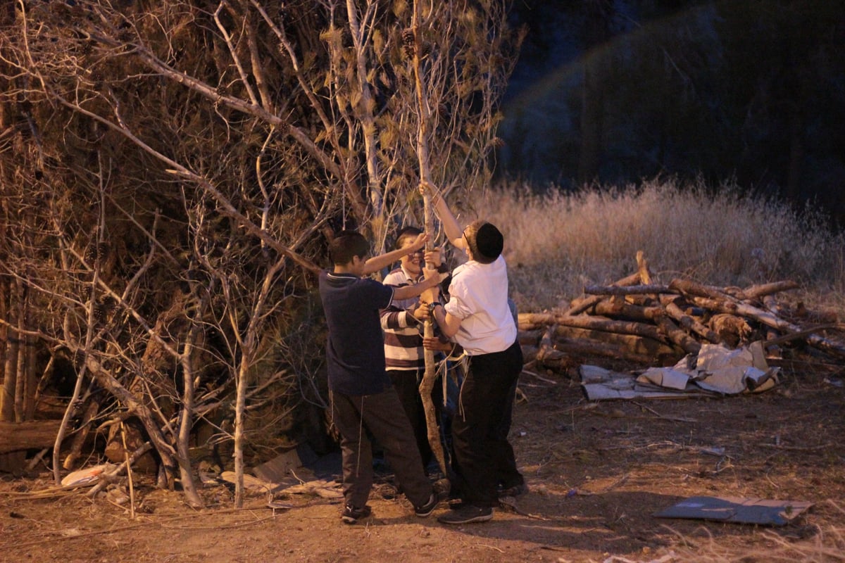 ילדי ירושלים אוספים עצים לל"ג בעומר; גלריה מיוחדת