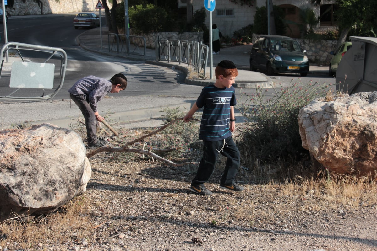 ילדי ירושלים אוספים עצים לל"ג בעומר; גלריה מיוחדת