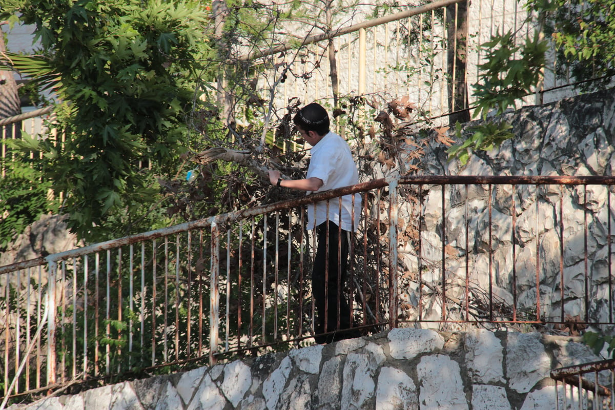 ילדי ירושלים אוספים עצים לל"ג בעומר; גלריה מיוחדת