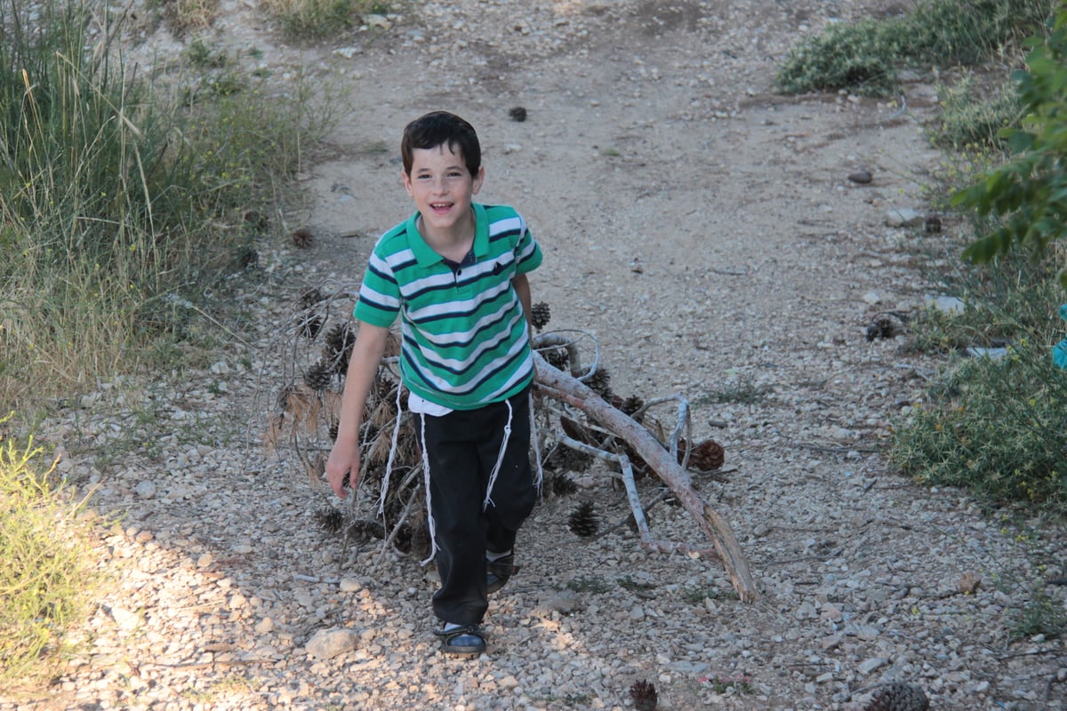 ילדי ירושלים אוספים עצים לל"ג בעומר; גלריה מיוחדת