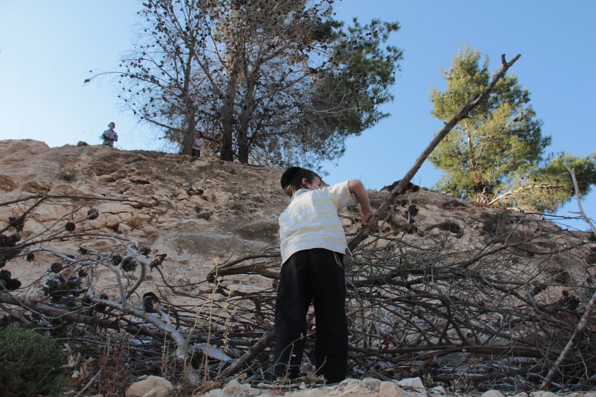 ילדי ירושלים אוספים עצים לל"ג בעומר; גלריה מיוחדת