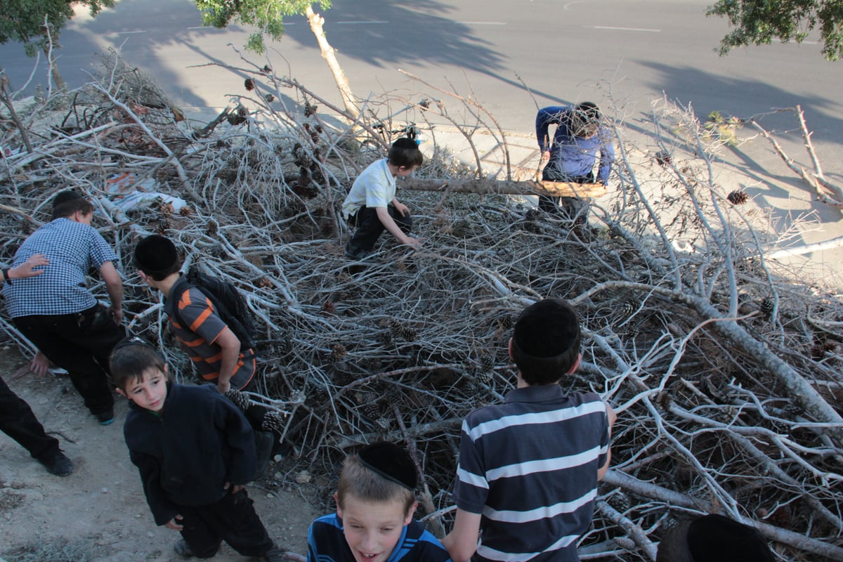 ילדי ירושלים אוספים עצים לל"ג בעומר; גלריה מיוחדת