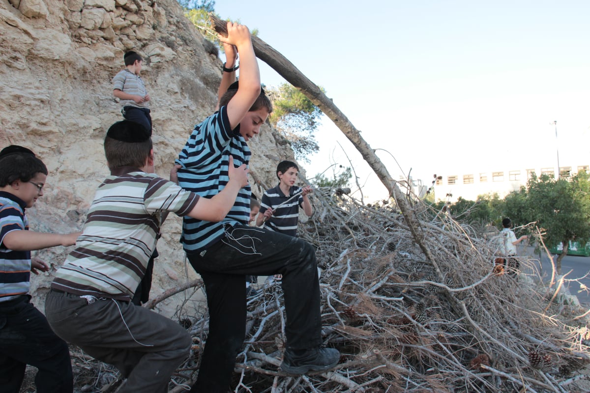 ילדי ירושלים אוספים עצים לל"ג בעומר; גלריה מיוחדת