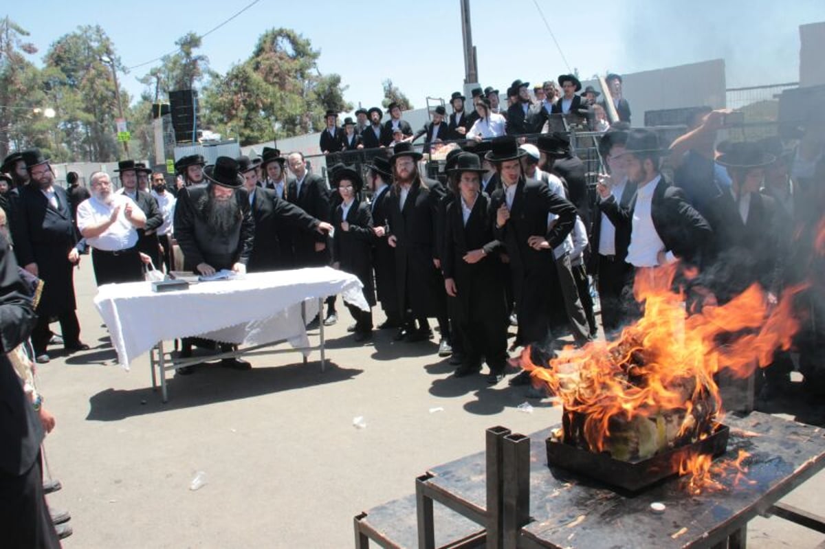 צפו: הדלקת האדמו"רים מסאסוב וקודינוב במירון