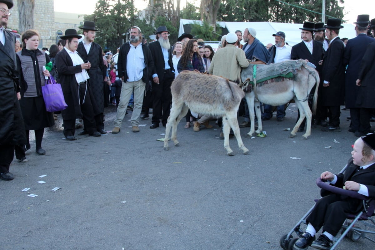 שעת נעילה בציון הרשב"י: צפו בהדלקה הגדולה ביותר