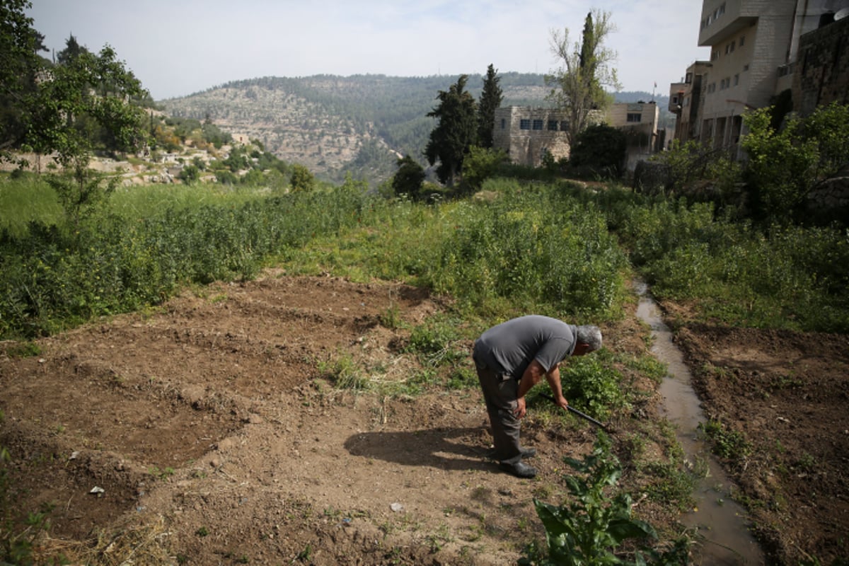 הממשלה אישרה: מאה מיליון שקל עבור שנת השמיטה