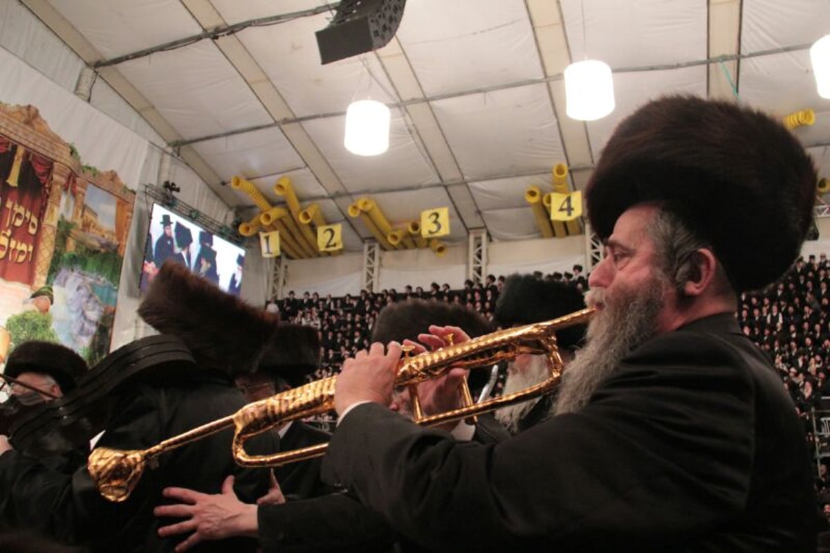 לקראת החתונה: שמחת ה"פארשפיל" בחסידות בעלזא • גלריה