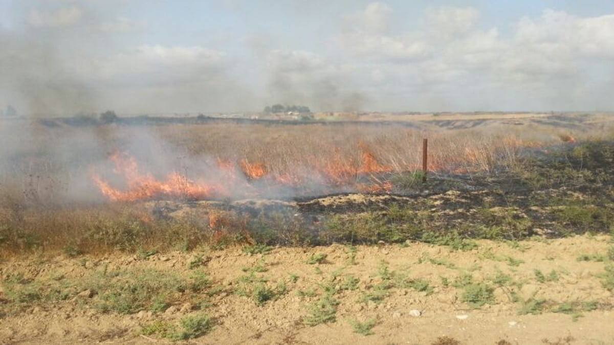 נס בחממה: אברך חסיד בעלזא ניצל מרקטה