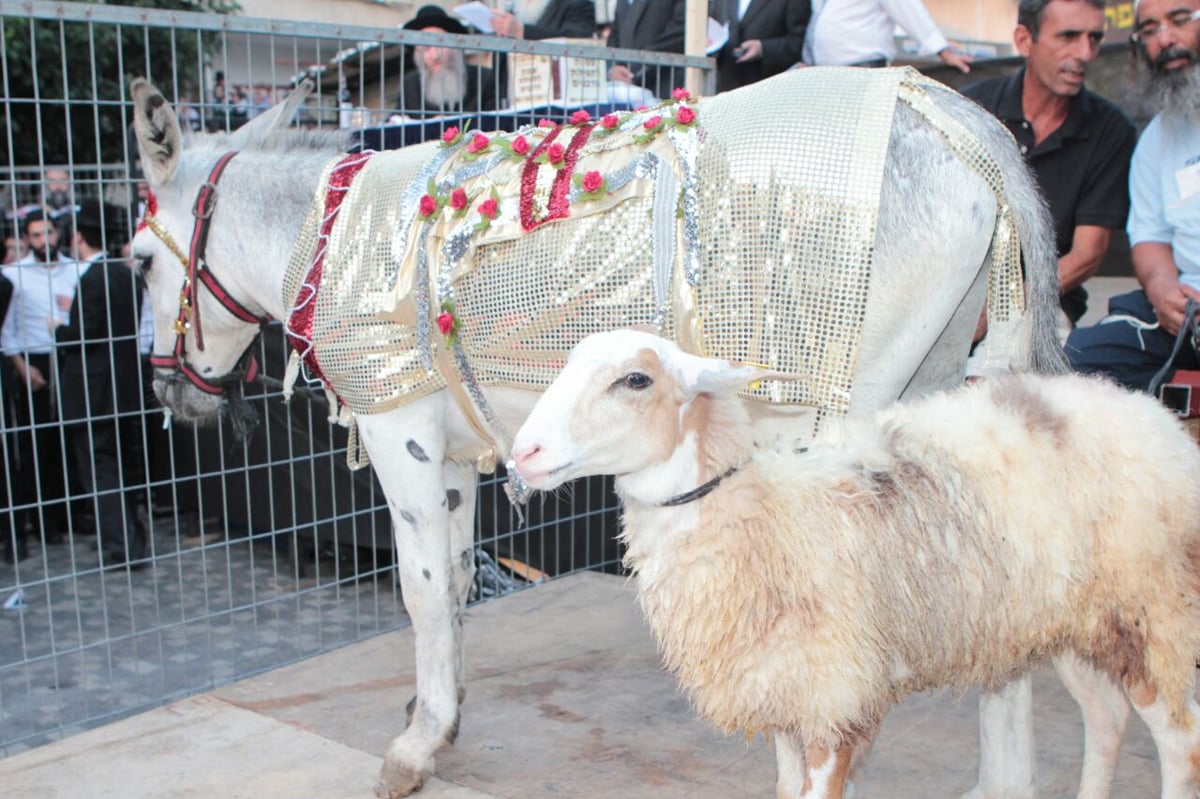 תיעוד: גדולי ישראל בפדיון פטר חמור