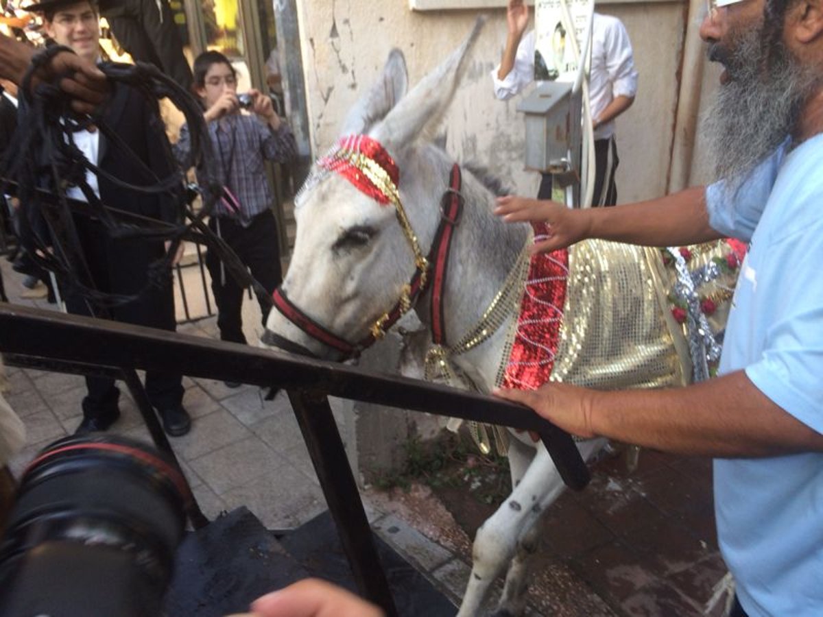 בני ברק: אלפים במעמד נדיר של פדיון פטר חמור