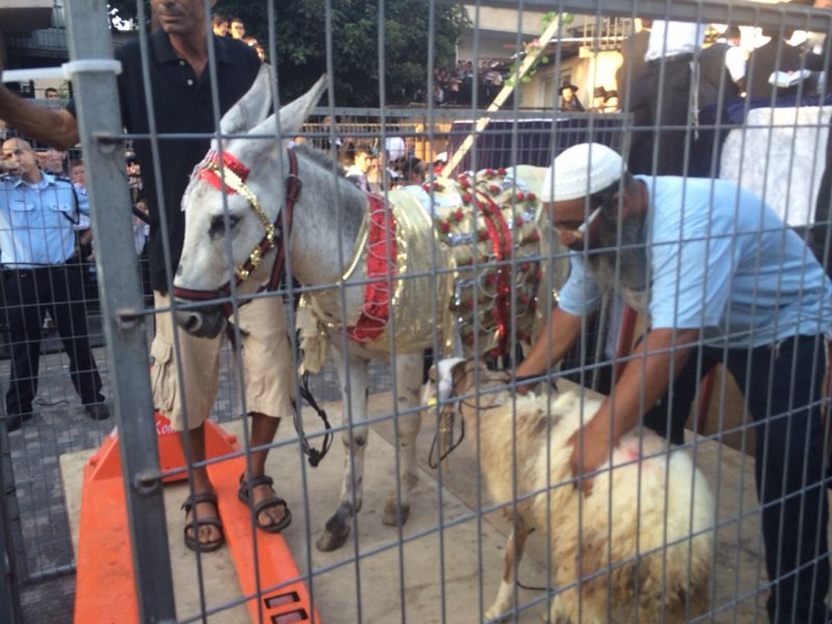 בני ברק: אלפים במעמד נדיר של פדיון פטר חמור