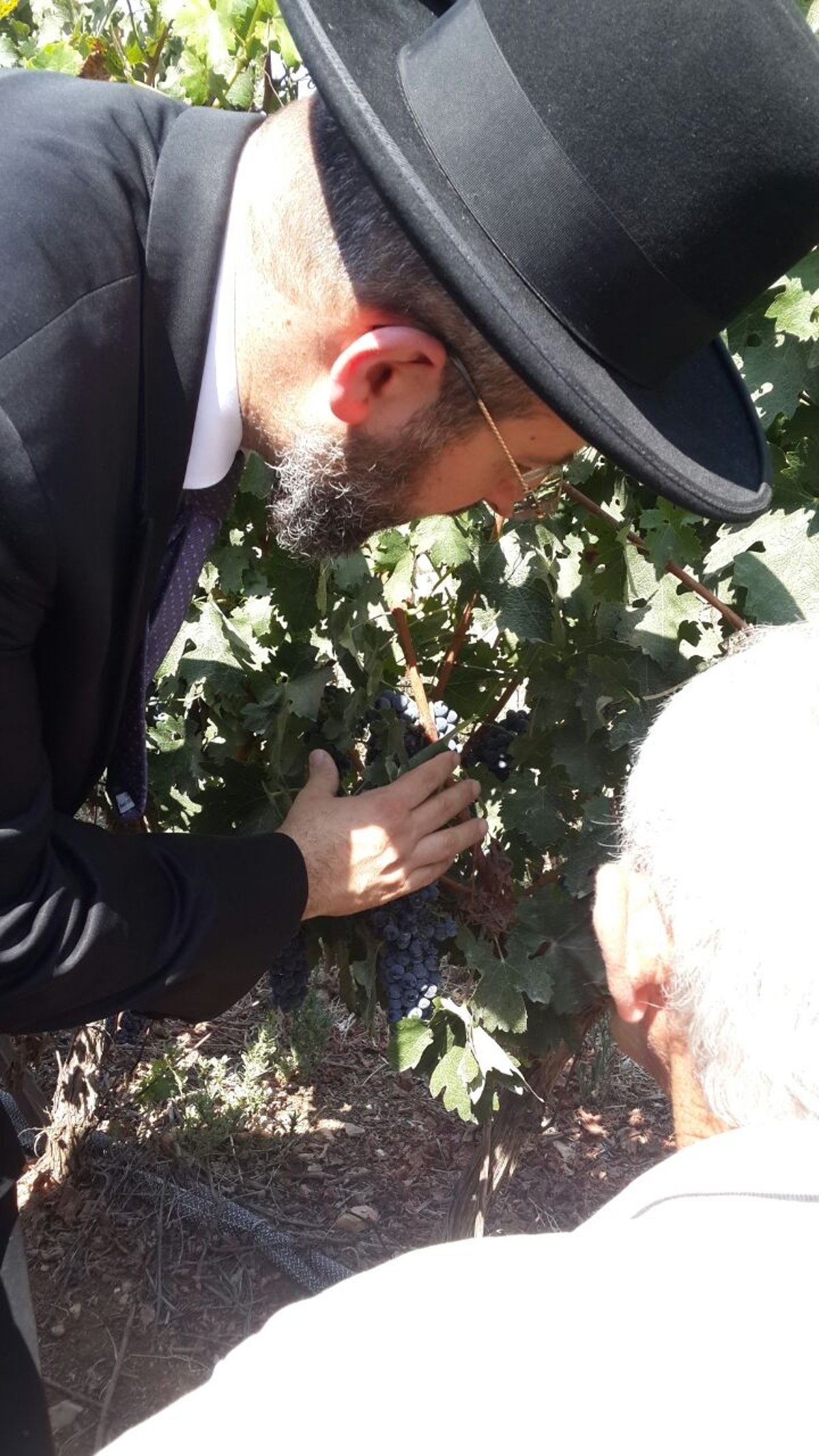 לקראת השמיטה: הרב דוד לאו עם החקלאים בשדות • צפו