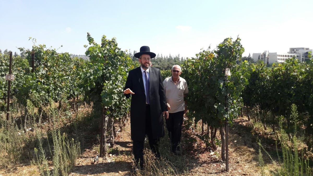 לקראת השמיטה: הרב דוד לאו עם החקלאים בשדות • צפו