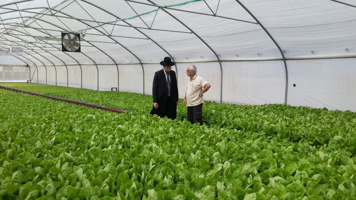 לקראת השמיטה: הרב דוד לאו עם החקלאים בשדות • צפו