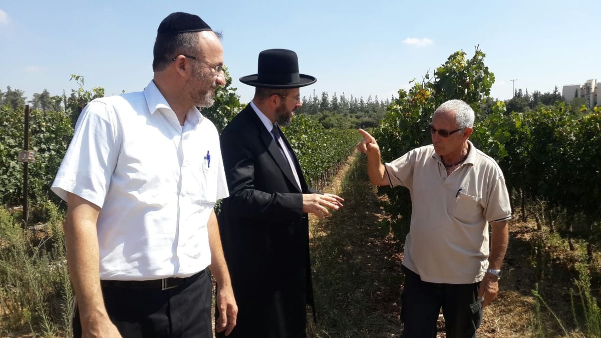 לקראת השמיטה: הרב דוד לאו עם החקלאים בשדות • צפו