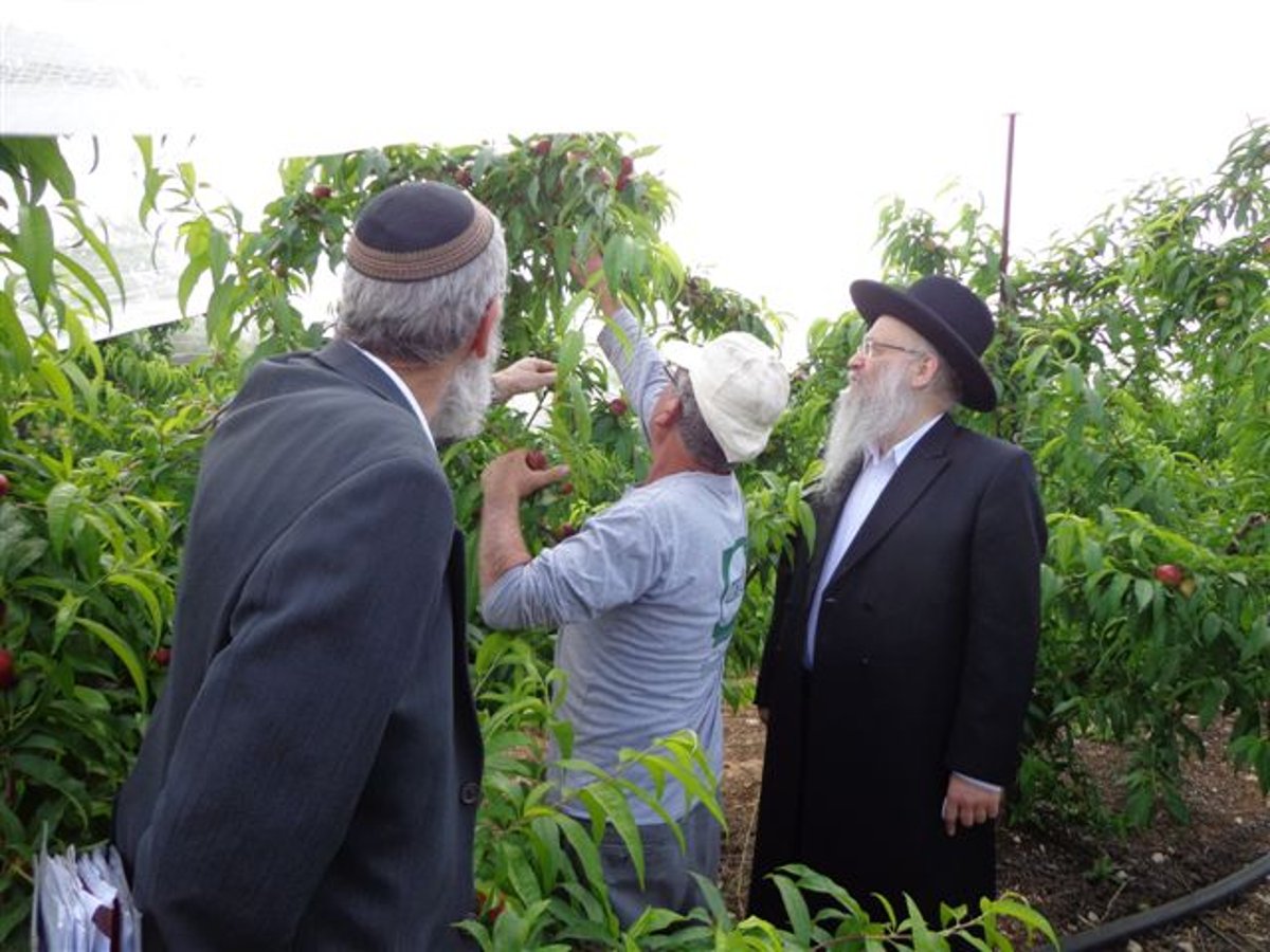 סיור במטעי גמזו לקראת השמיטה