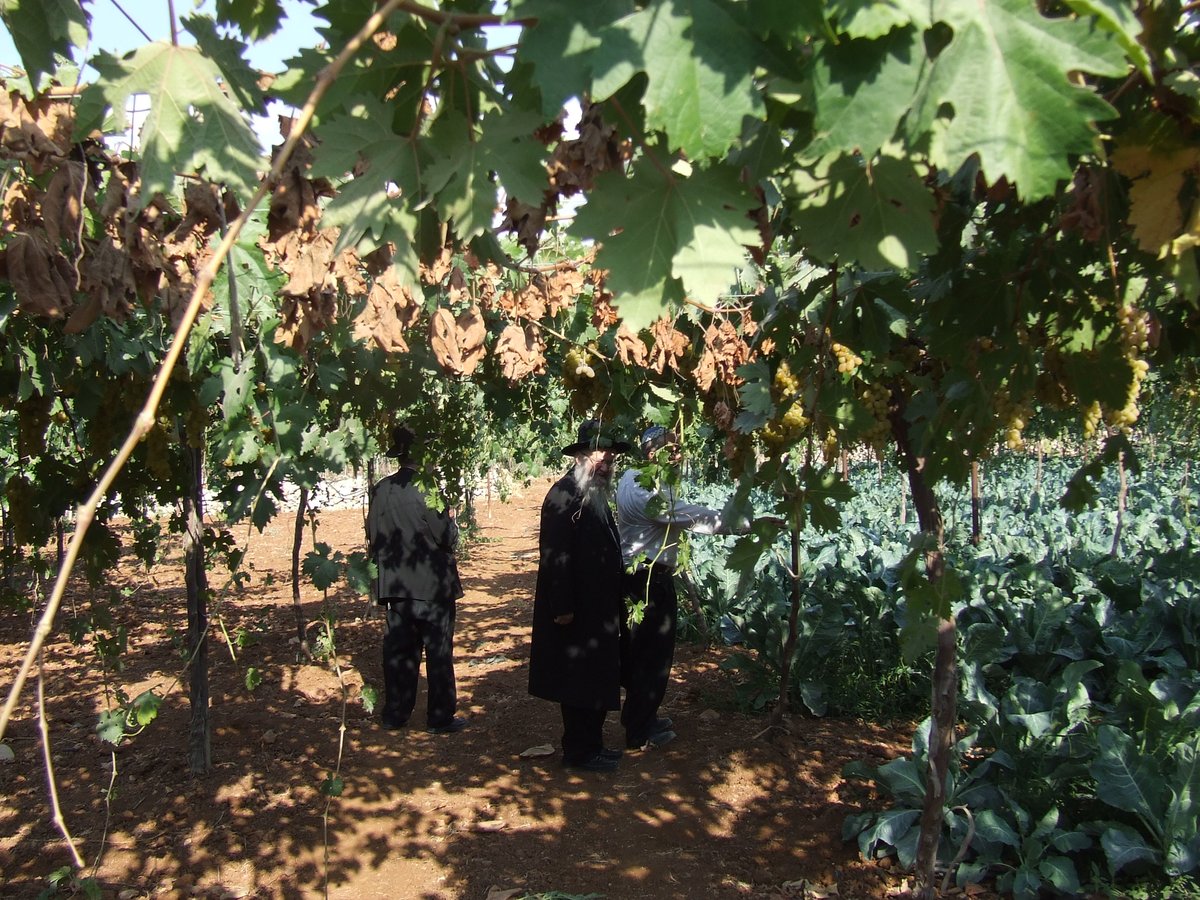 מגדלים כרוב בתוך הכרם - הר חברון - כלאים