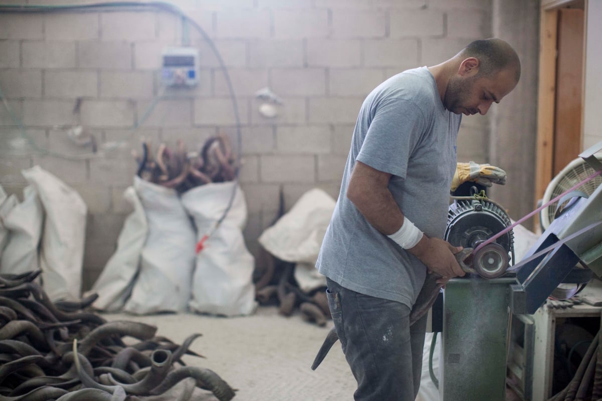 תיעוד מצולם: כך מכינים שופרות