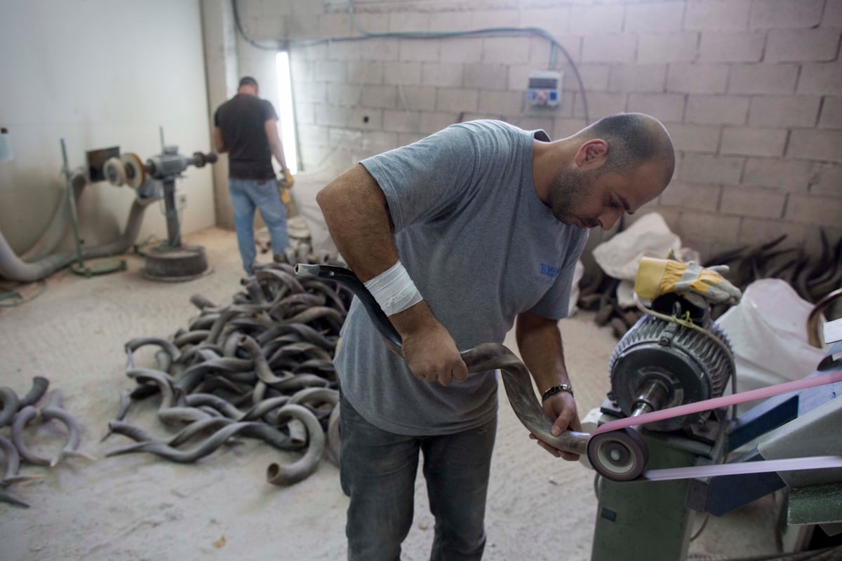 תיעוד מצולם: כך מכינים שופרות