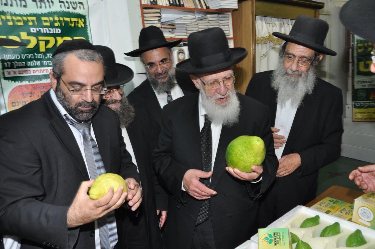 תיעוד: הגר"ש כהן בבדיקת אתרוגים