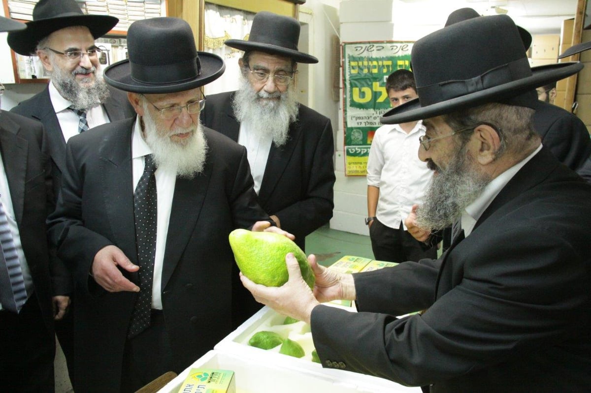 תיעוד: הגר"ש כהן בבדיקת אתרוגים