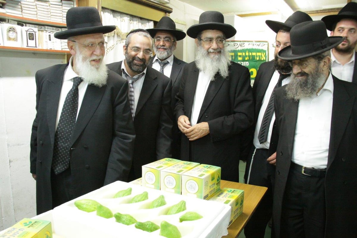 תיעוד: הגר"ש כהן בבדיקת אתרוגים