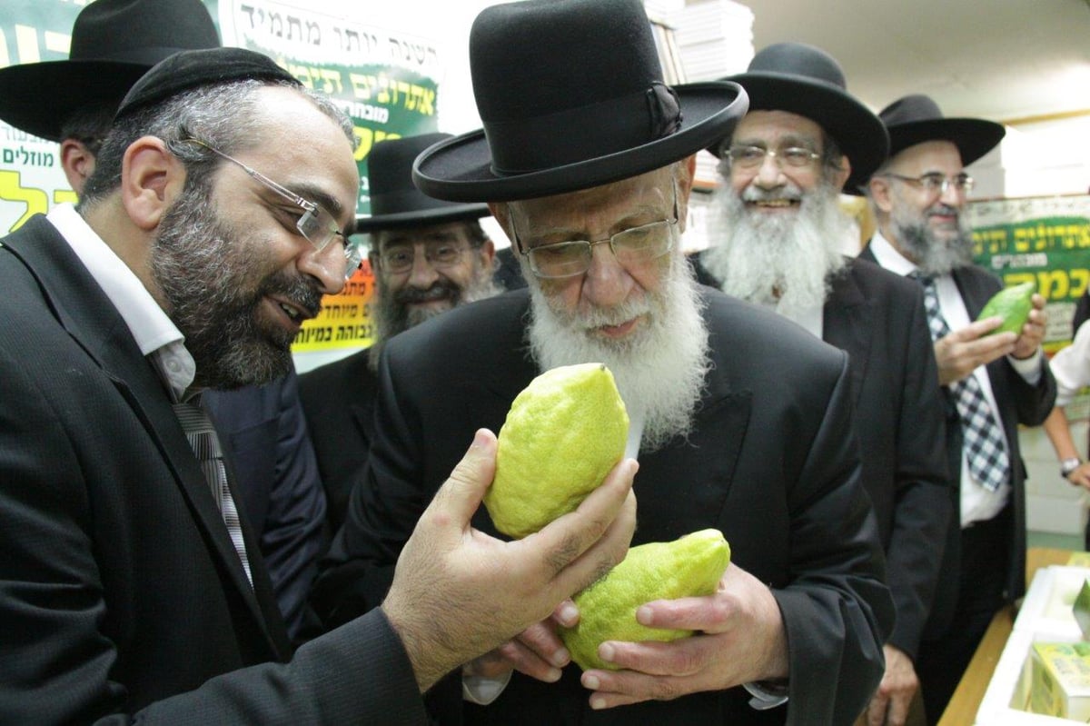 תיעוד: הגר"ש כהן בבדיקת אתרוגים