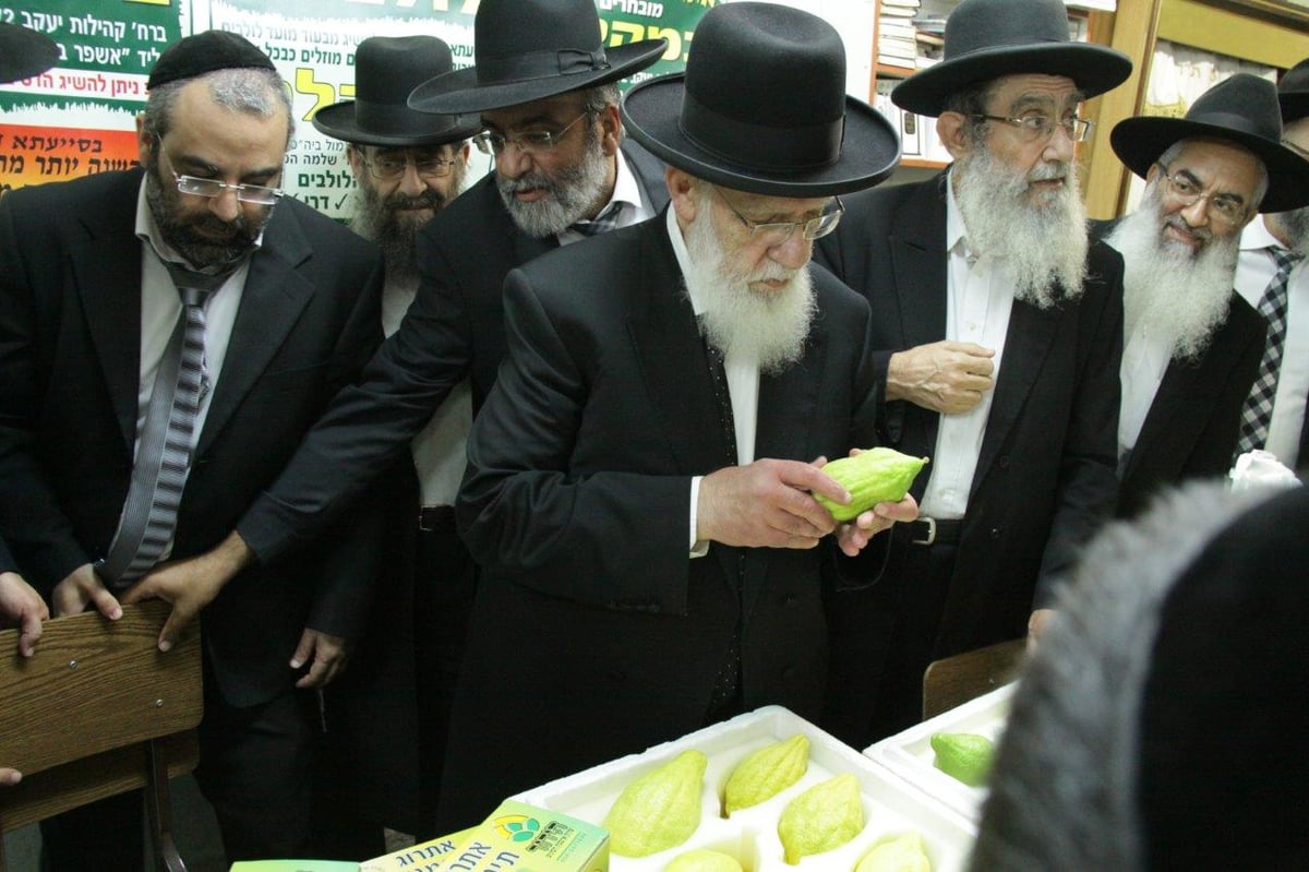 תיעוד: הגר"ש כהן בבדיקת אתרוגים