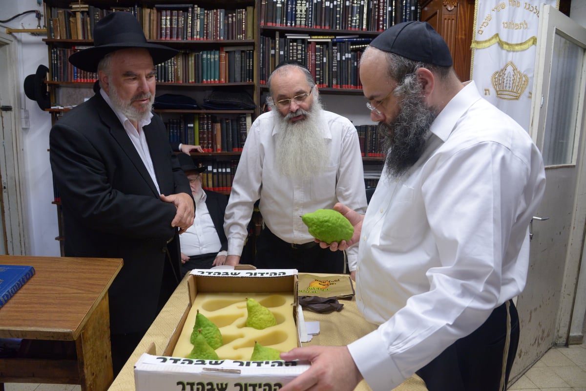 תיעוד מרהיב: הגר"ח קנייבסקי בבדיקת אתרוגים