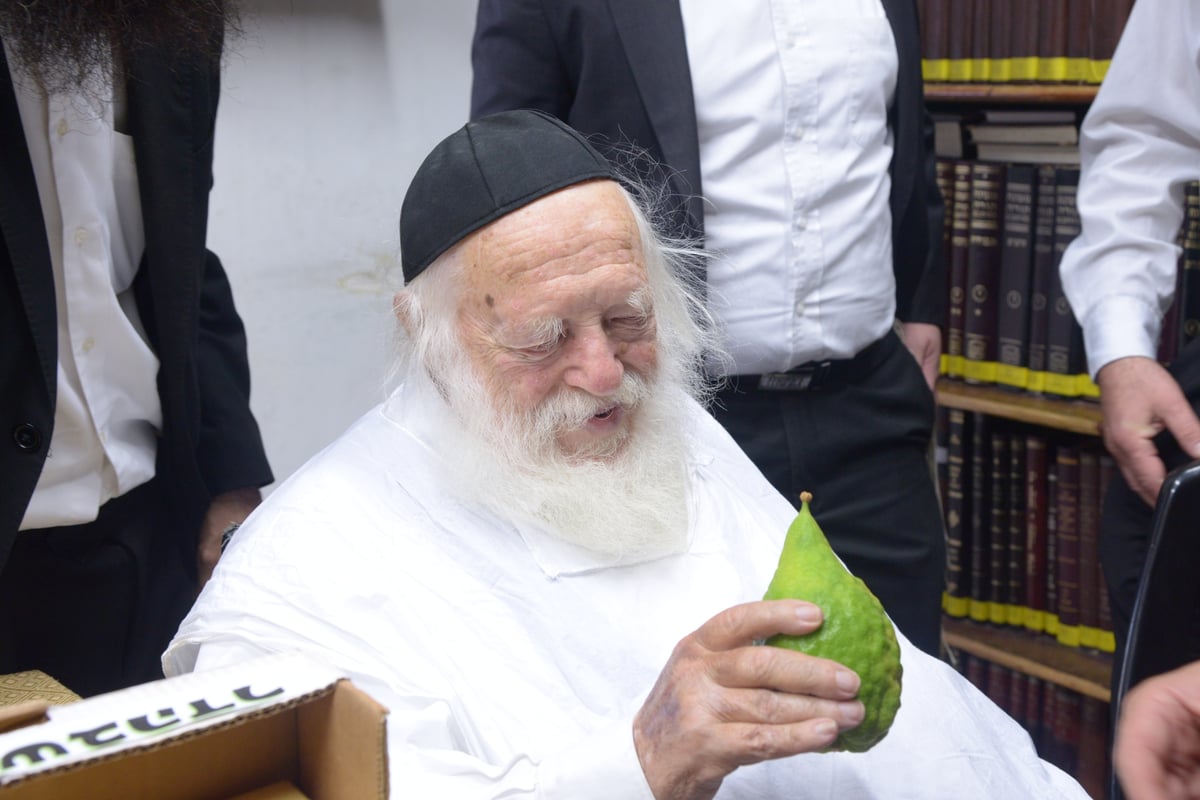 תיעוד מרהיב: הגר"ח קנייבסקי בבדיקת אתרוגים