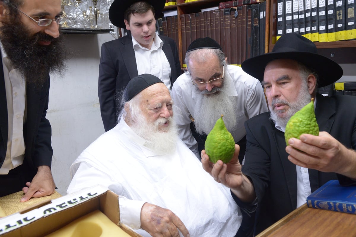 תיעוד מרהיב: הגר"ח קנייבסקי בבדיקת אתרוגים