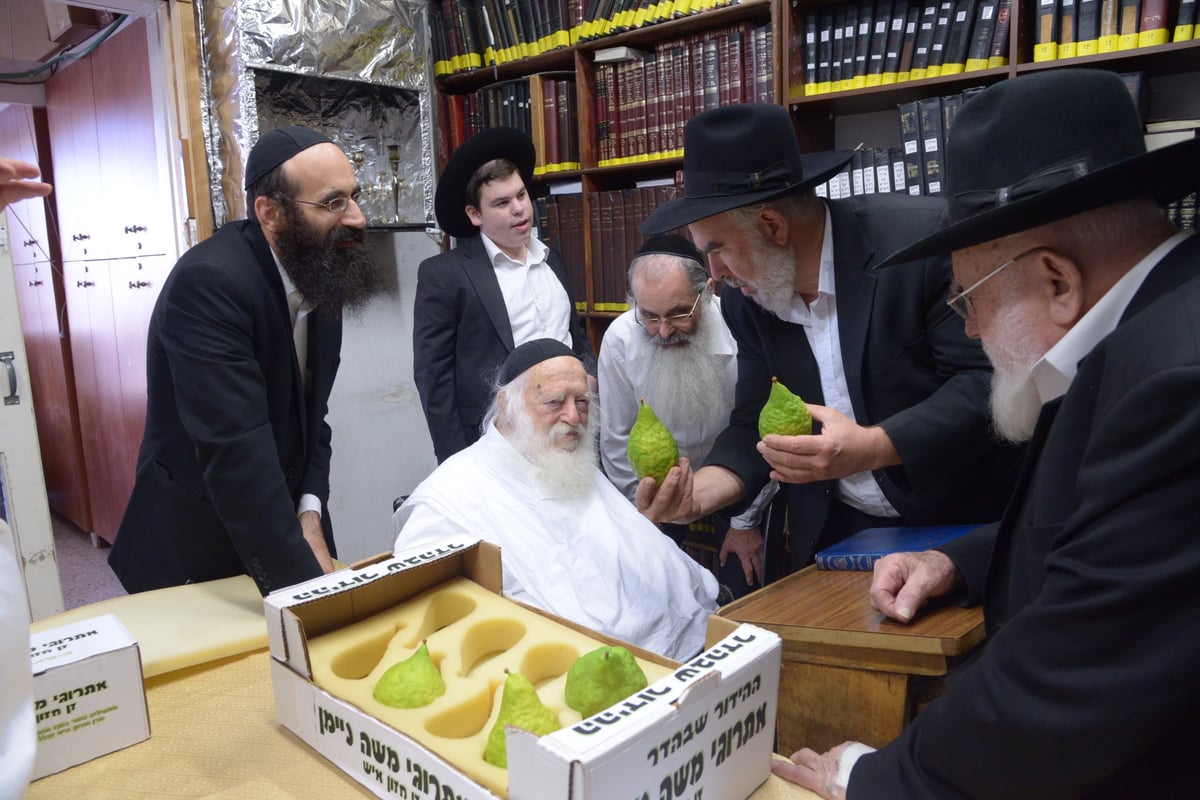 תיעוד מרהיב: הגר"ח קנייבסקי בבדיקת אתרוגים