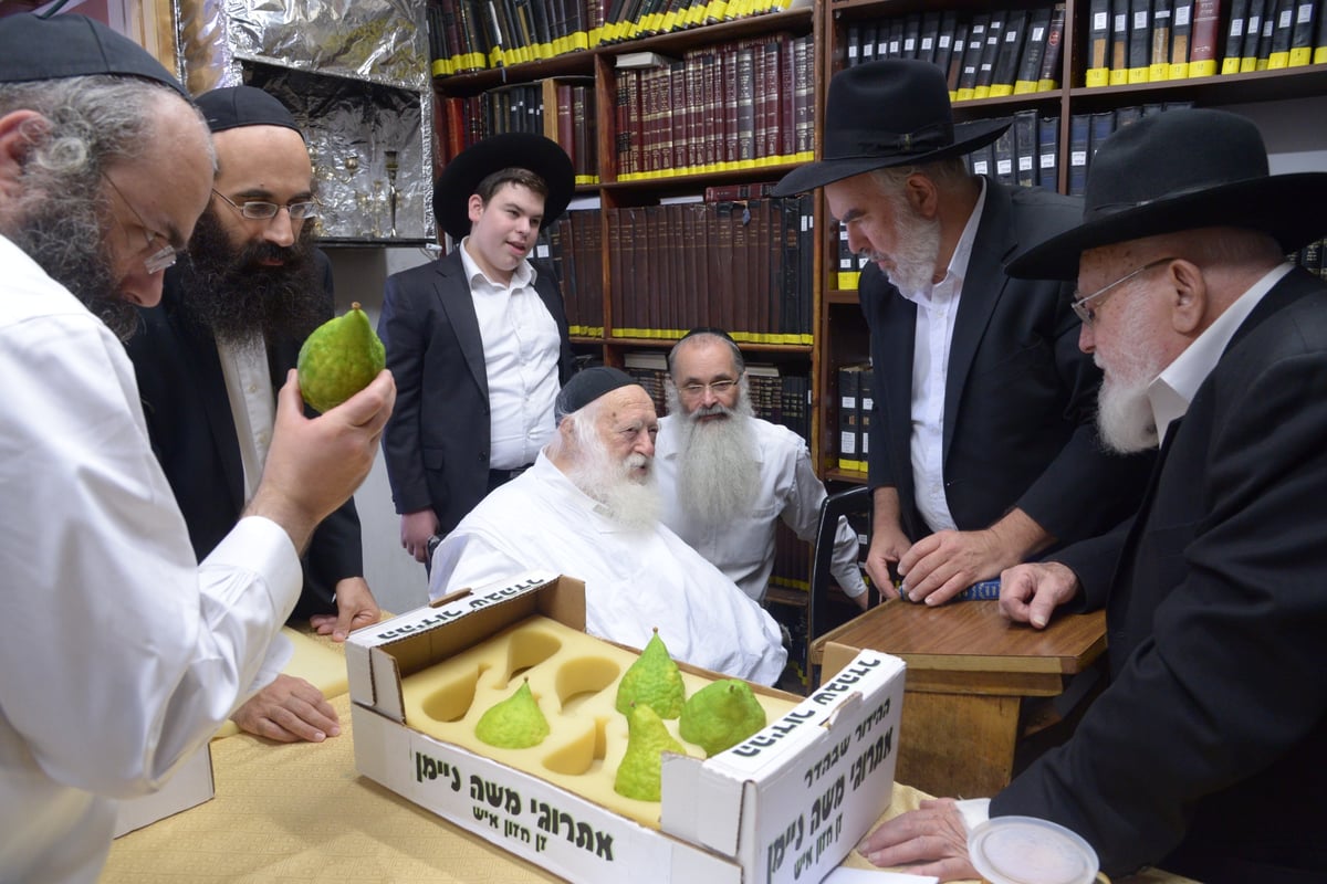 תיעוד מרהיב: הגר"ח קנייבסקי בבדיקת אתרוגים