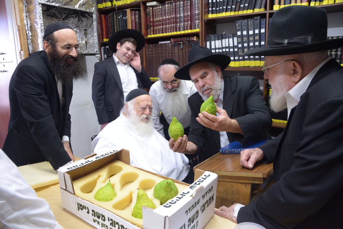 תיעוד מרהיב: הגר"ח קנייבסקי בבדיקת אתרוגים