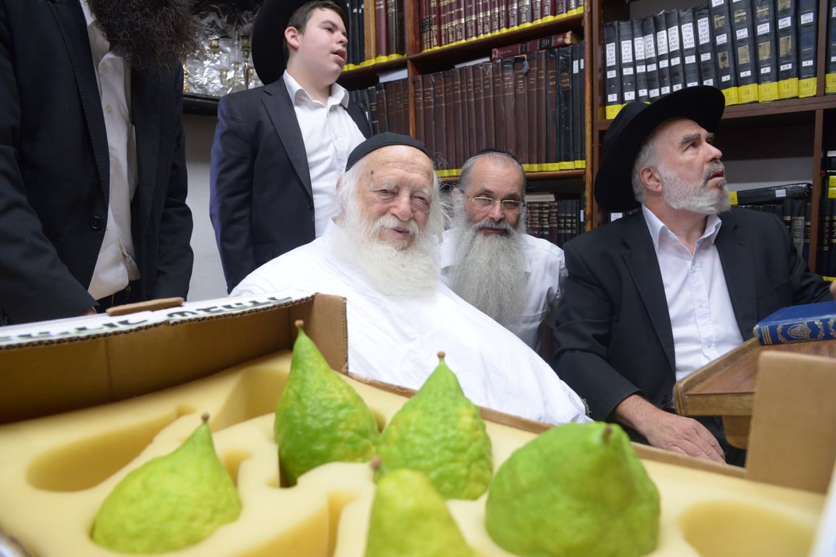 תיעוד מרהיב: הגר"ח קנייבסקי בבדיקת אתרוגים