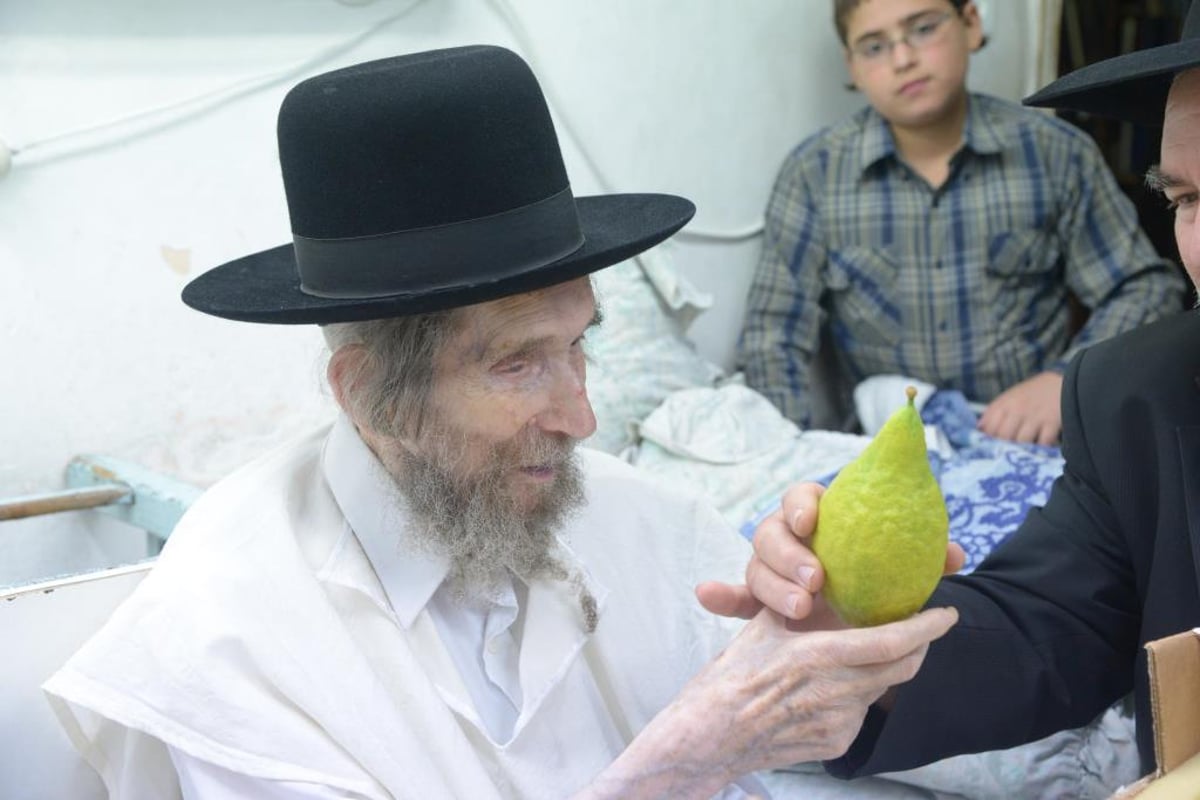 גלריה • מרן הגראי"ל שטיינמן בבחירת אתרוג