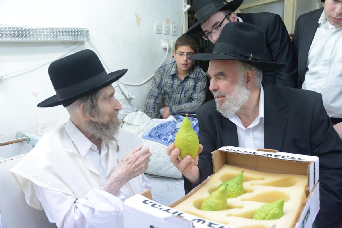 גלריה • מרן הגראי"ל שטיינמן בבחירת אתרוג