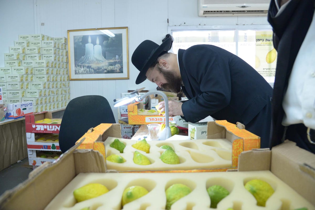 הגלריה של גולדשטיין • ערב חג הסוכות בבני ברק