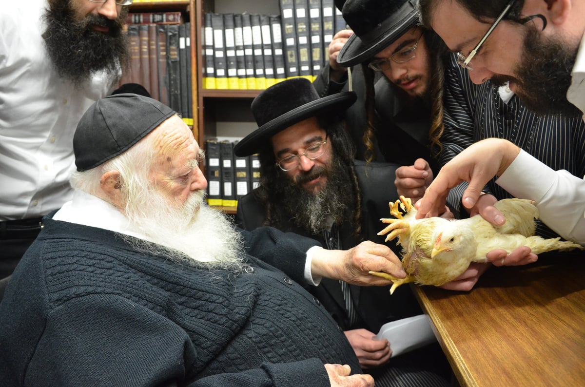 "ברוך משנה הבריות" על תרנגול • גלריה