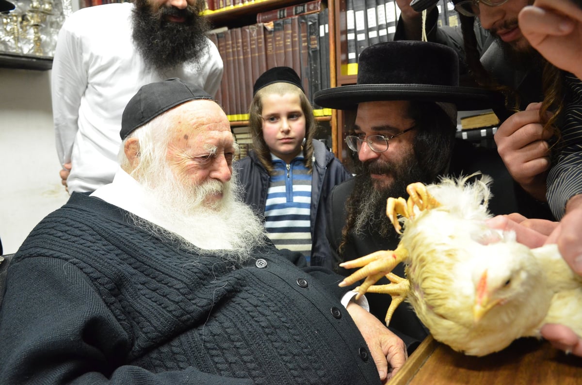 "ברוך משנה הבריות" על תרנגול • גלריה