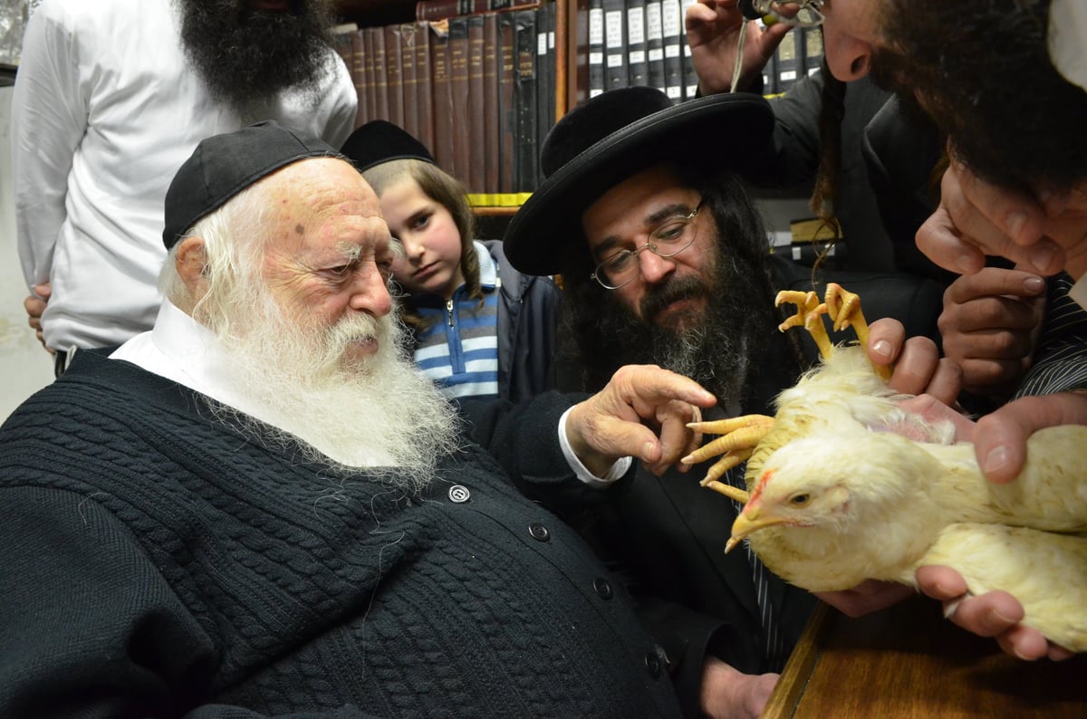 "ברוך משנה הבריות" על תרנגול • גלריה