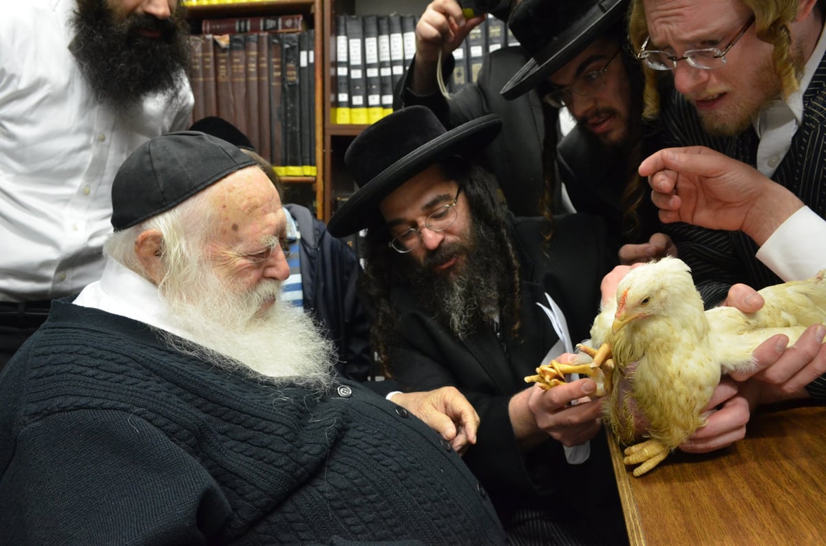 "ברוך משנה הבריות" על תרנגול • גלריה